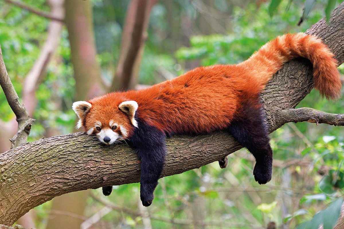 Pabu the red panda mascot